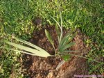 Sabal uresana 