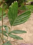 Salacca stolonifera ?