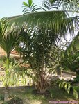 Salacca wallichiana 