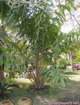 Salacca wallichiana 