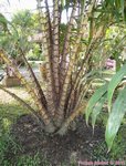 Salacca wallichiana 
