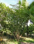 Salacca wallichiana 