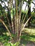Salacca wallichiana 
