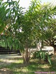 Salacca wallichiana 