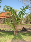 Salacca wallichiana 