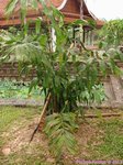 Salacca wallichiana 