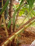 Salacca wallichiana 