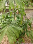 Salacca wallichiana 