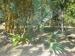 Serenoa rupens green form 