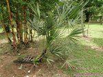 Serenoa rupens green form 