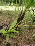Serenoa rupens green form 