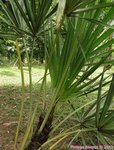 Serenoa rupens green form 
