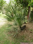 Serenoa rupens green form 