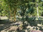 Serenoa rupens green form 