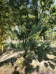 Serenoa rupens green form 