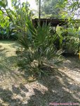 Serenoa rupens green form 