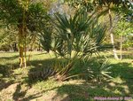 Serenoa rupens green form 