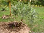 Serenoa rupens green form 