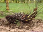 Serenoa rupens green form 