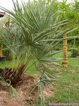 Serenoa rupens green form 