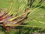 Serenoa rupens green form 
