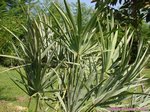 Serenoa rupens green form 