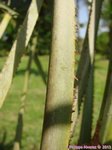 Serenoa rupens green form 