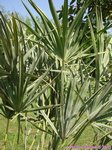 Serenoa rupens green form 