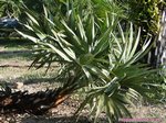 Serenoa rupens blue form 