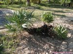 Serenoa rupens blue form 