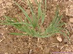 Serenoa rupens silver-blue form�