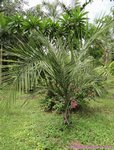 Syagrus coronata 