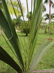 Syagrus coronata 
