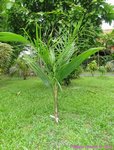 Syagrus litoralis 