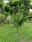 Syagrus litoralis 