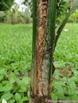 Syagrus litoralis 
