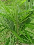 Syagrus litoralis 