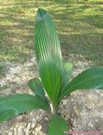 Syagrus litoralis 