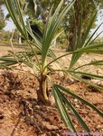 Trithrinax campestris