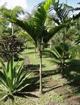 Veitchia sp. � identifier 
