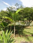 Veitchia sp. � identifier 