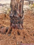 Veitchia sp. � identifier 