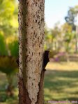Veitchia sp. � identifier 
