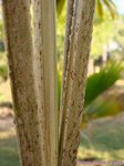Veitchia sp. � identifier 
