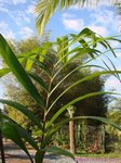 Veitchia sp. � identifier 