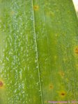 Veitchia sp. � identifier 