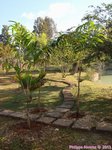 Veitchia sp. � identifier 