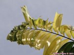 Veitchia X Wodyeta bifurcata variegata 