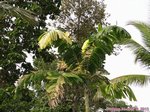 Veitchia X Wodyeta bifurcata variegata 