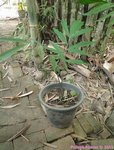Wallichia oblongifolia ex densiflora -